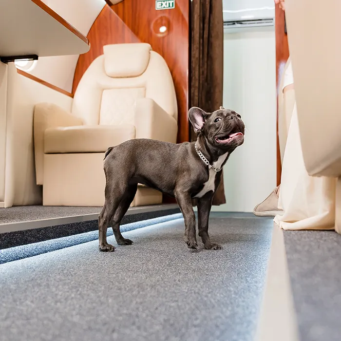 Cane su un jet privato